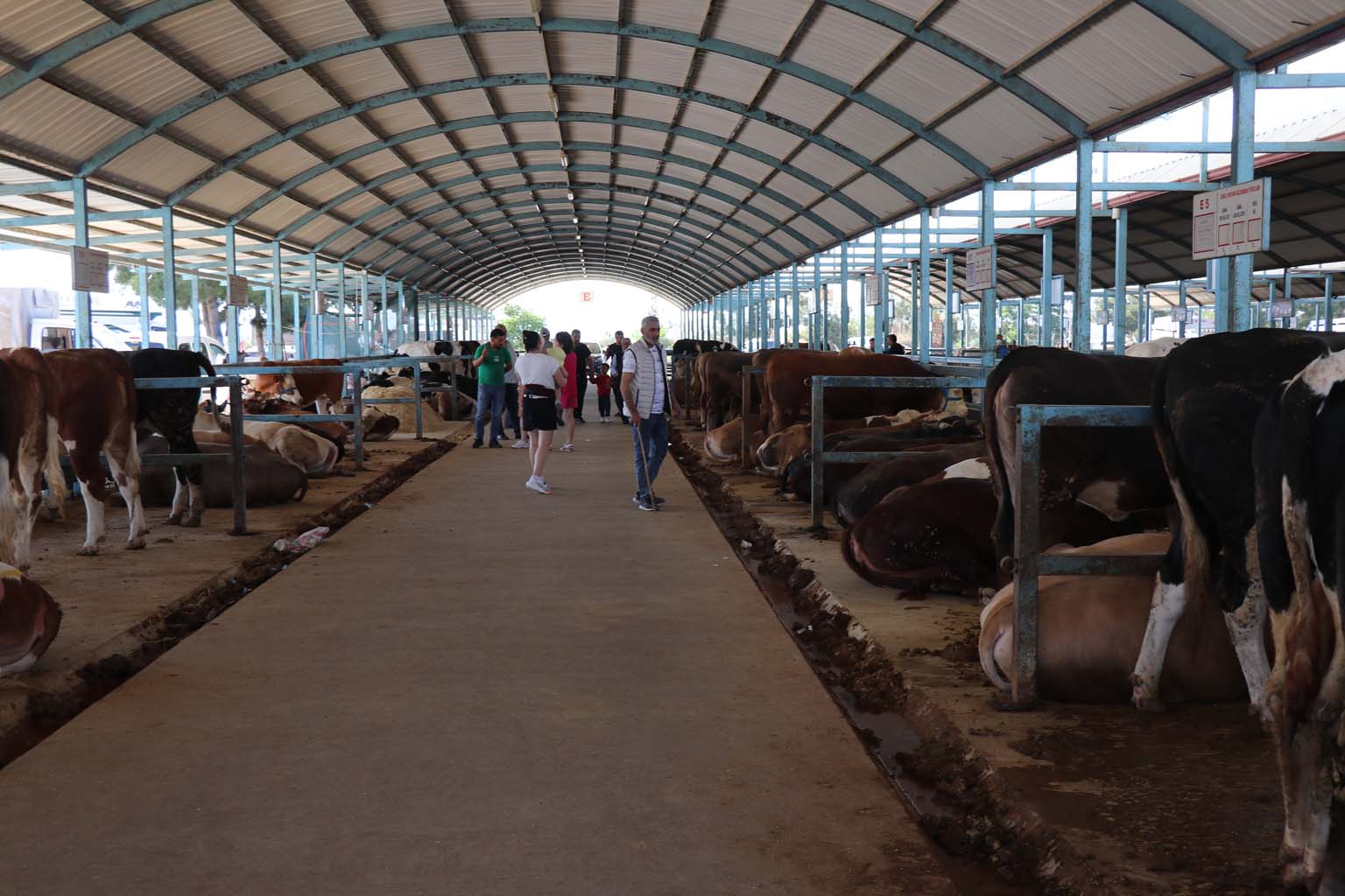 Kurbanlıkların Yanına Yaklaşılmıyor.. 24 Bin Liraya Koyun (3)