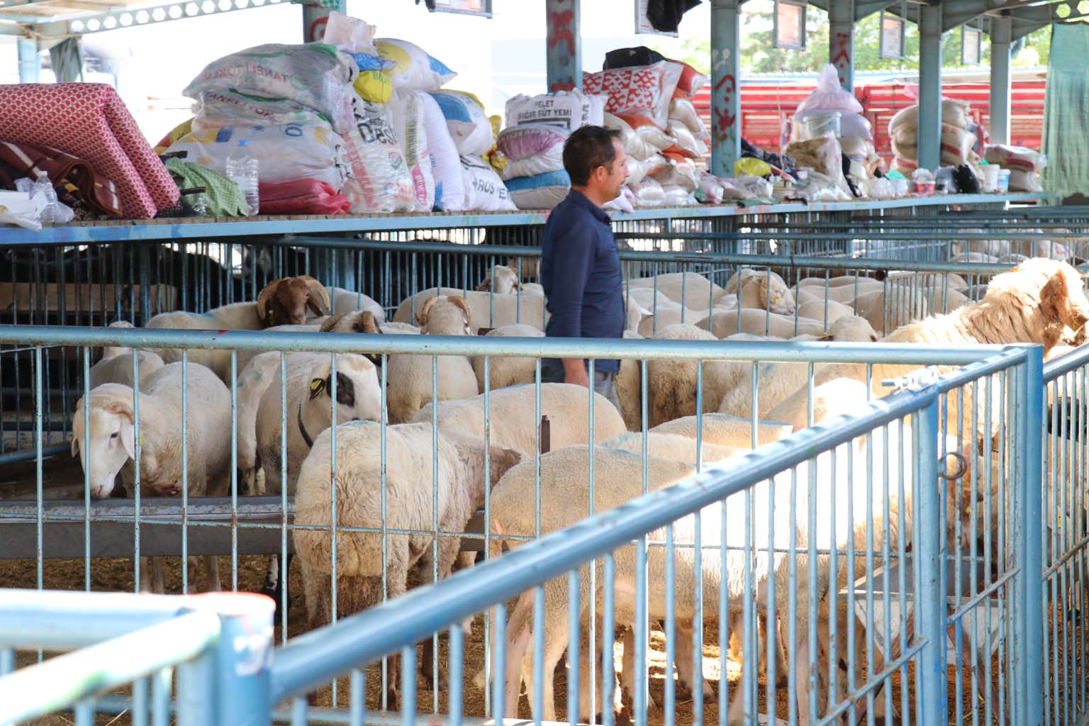 Kurbanlıkların Yanına Yaklaşılmıyor.. 24 Bin Liraya Koyun (4)