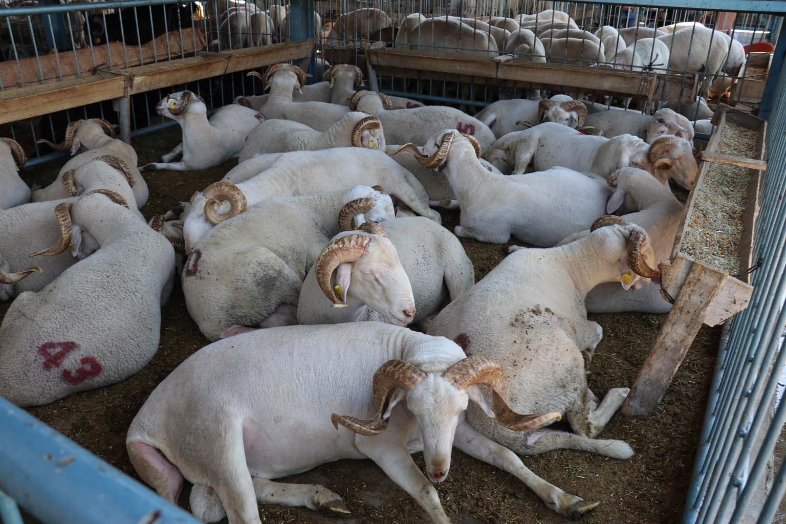 Kurbanlıkların Yanına Yaklaşılmıyor.. 24 Bin Liraya Koyun (5)