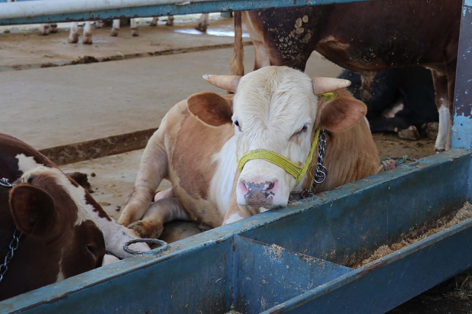 Kurbanlıkların Yanına Yaklaşılmıyor.. 24 Bin Liraya Koyun (6)