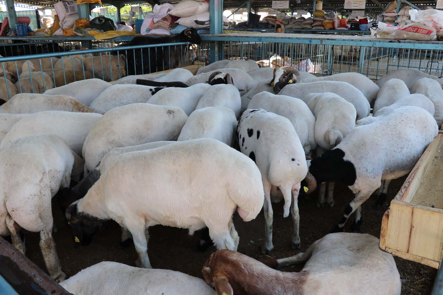 Kurbanlıkların Yanına Yaklaşılmıyor.. 24 Bin Liraya Koyun (7)