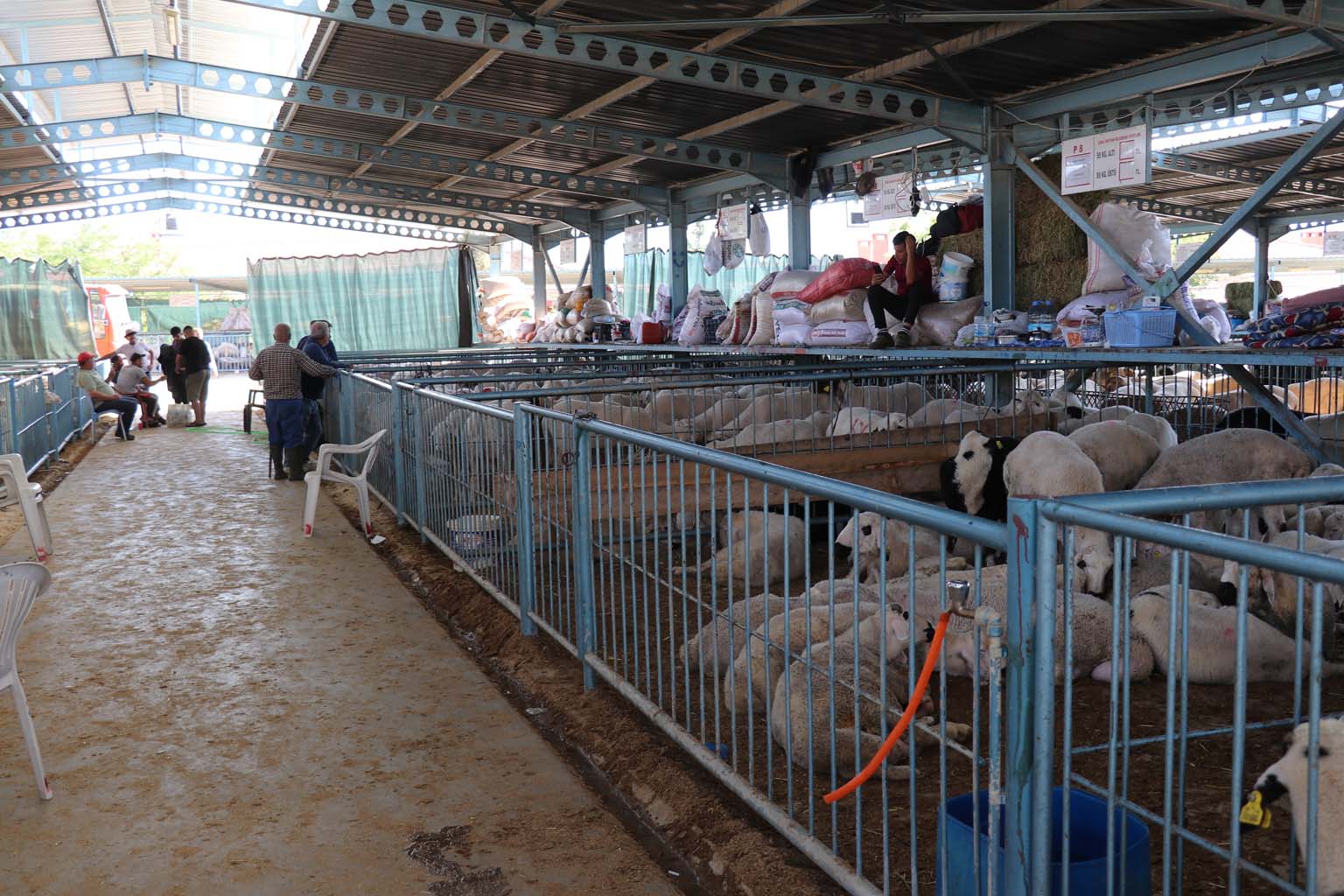 Kurbanlıkların Yanına Yaklaşılmıyor.. 24 Bin Liraya Koyun (8)