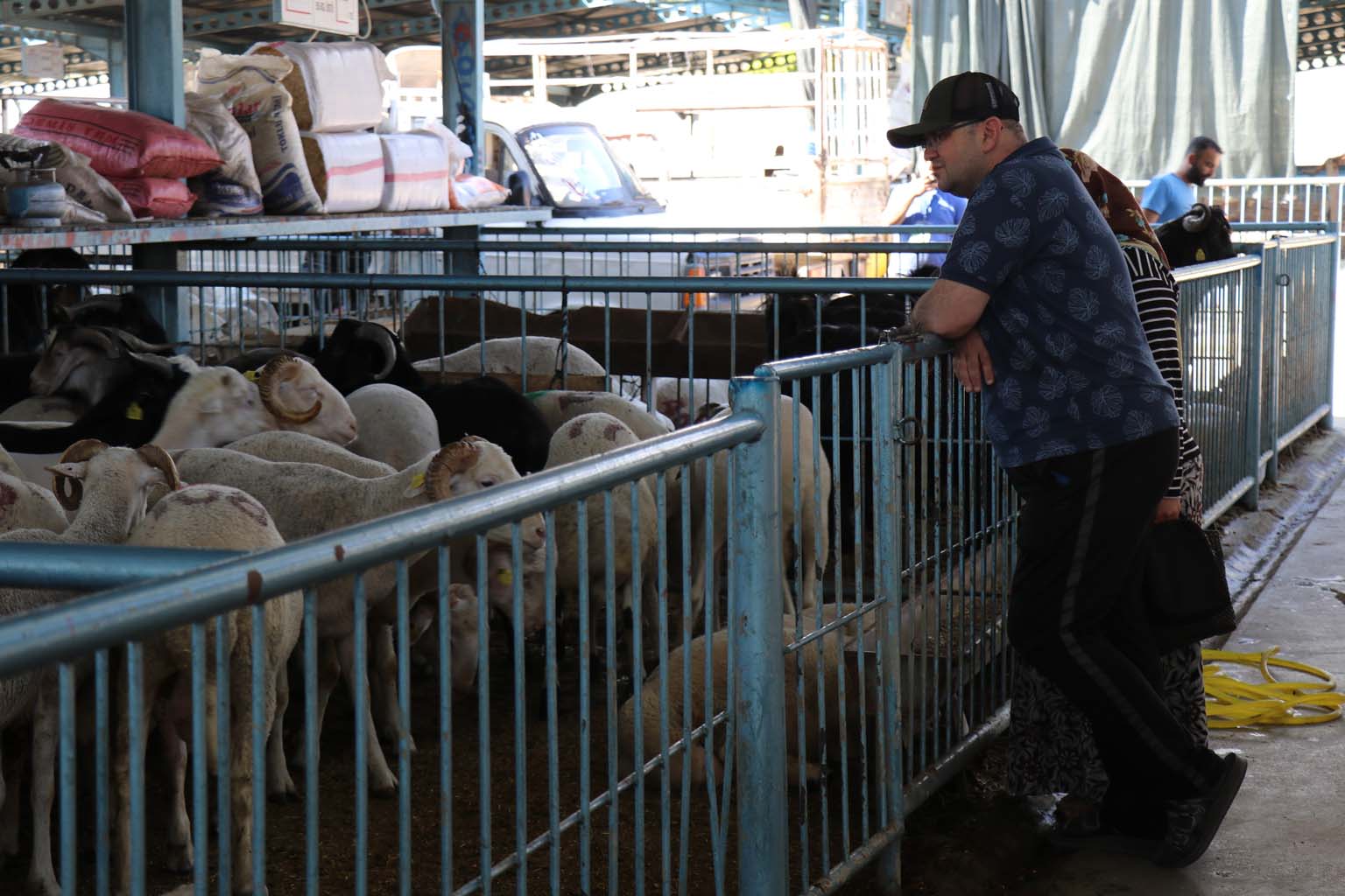 Kurbanlıkların Yanına Yaklaşılmıyor.. 24 Bin Liraya Koyun (9)