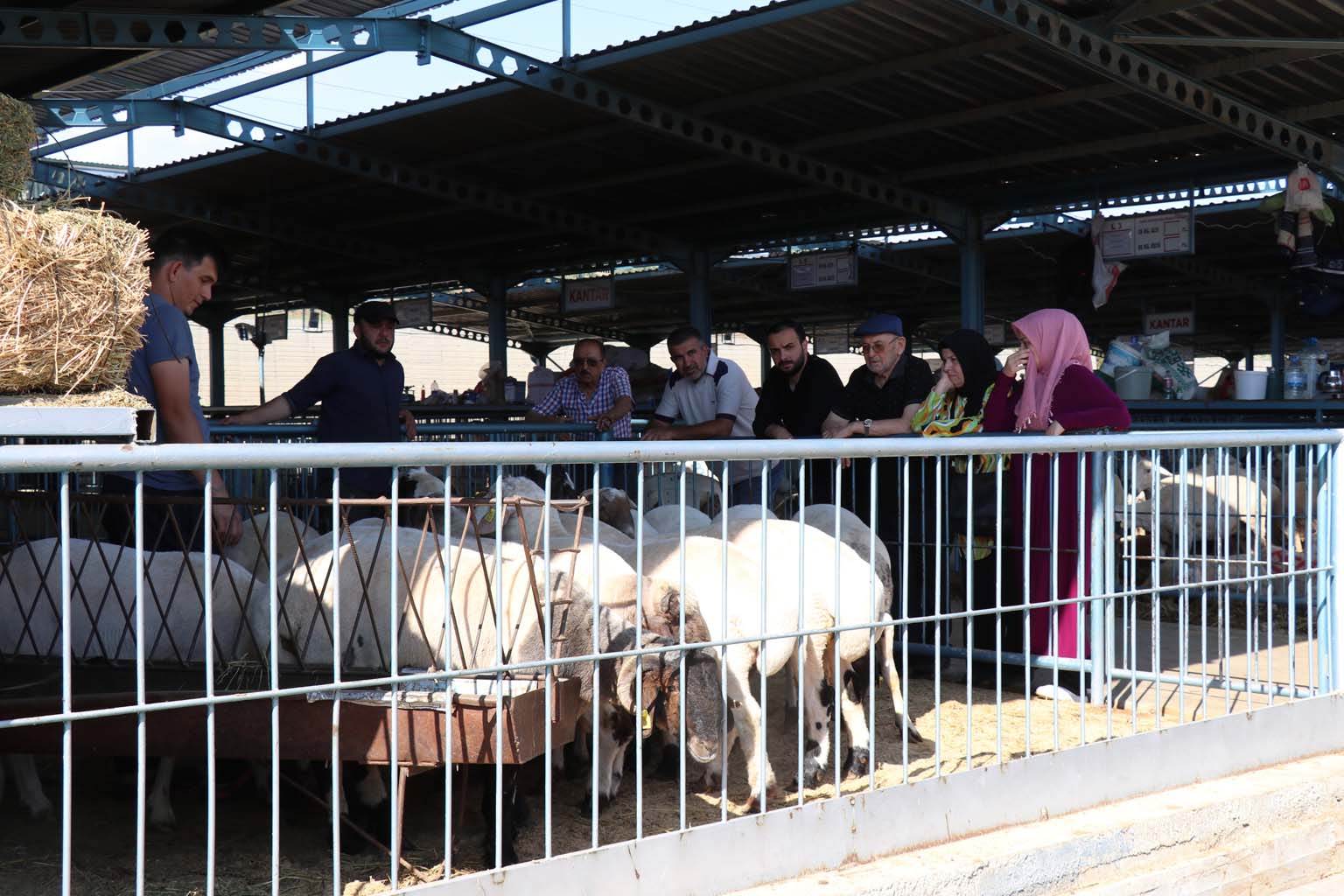 Kurbanlıkların Yanına Yaklaşılmıyor.. 24 Bin Liraya Koyun