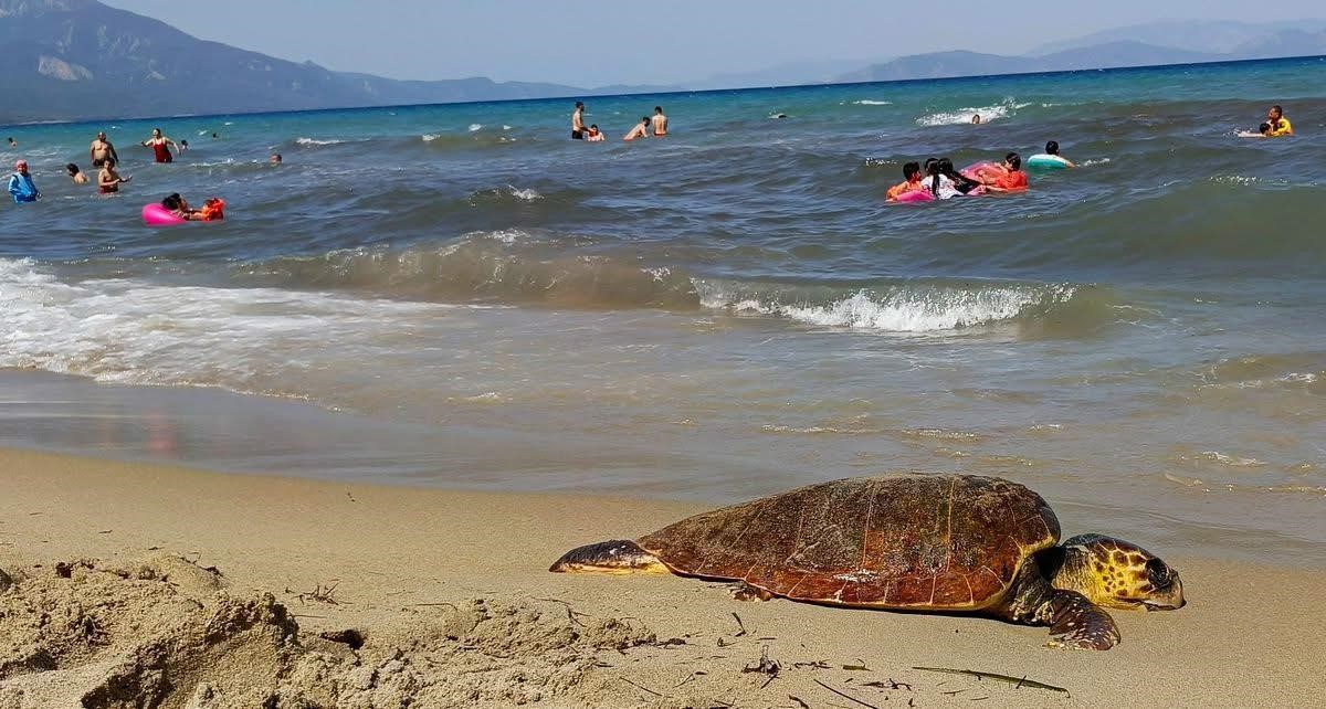 Kuşadası Sahiline Caretta Caretta Cinsi Deniz Kaplumbağası Vurdu (2)