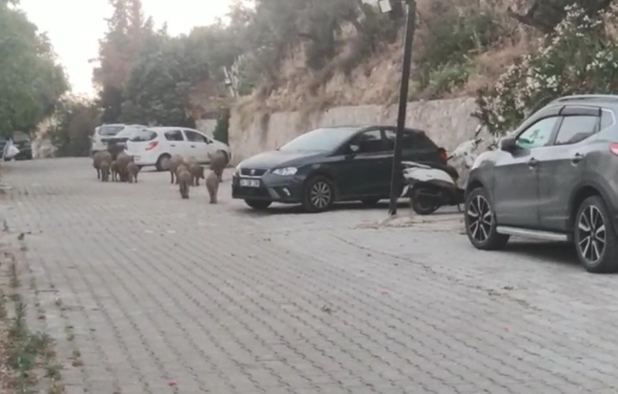 Kuşadası Sokaklarında Domuz Istilası (3)
