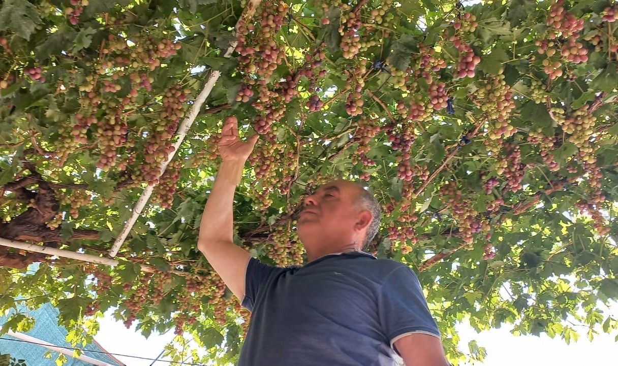 Mahallenin Üzüm Ihtiyacını Karşılıyor (2)