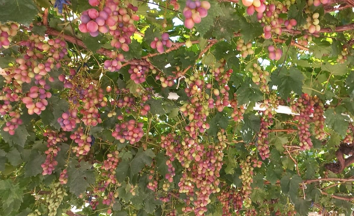 Mahallenin Üzüm Ihtiyacını Karşılıyor (3)