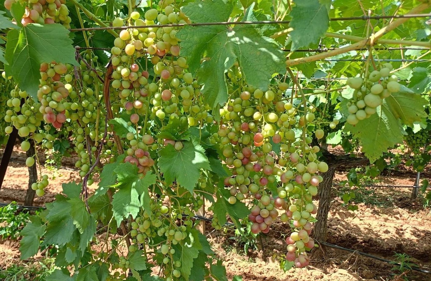 Mahallenin Üzüm Ihtiyacını Karşılıyor (4)