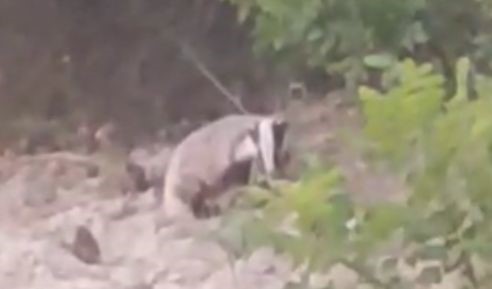 Nesli Tükenmekte Olan Porsuk Görüntülendi (2)