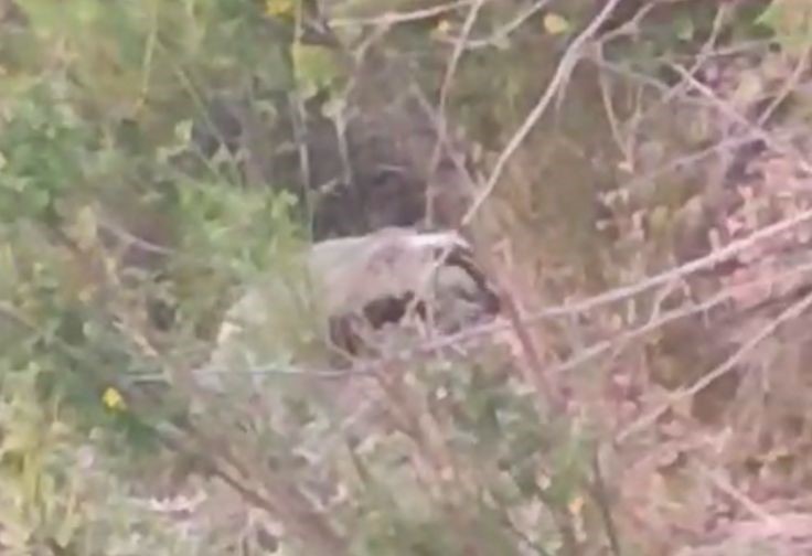 Nesli Tükenmekte Olan Porsuk Görüntülendi (3)