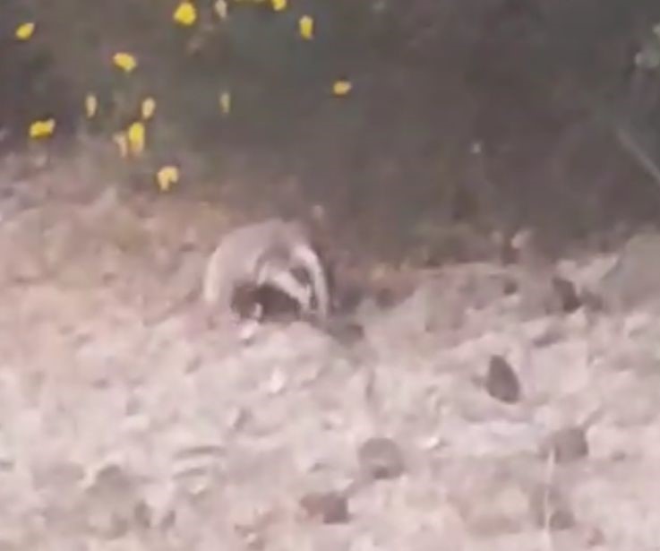 Nesli Tükenmekte Olan Porsuk Görüntülendi (4)