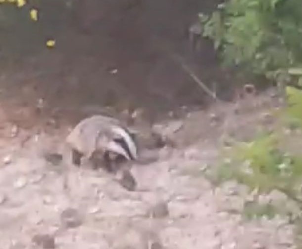 Nesli Tükenmekte Olan Porsuk Görüntülendi (5)