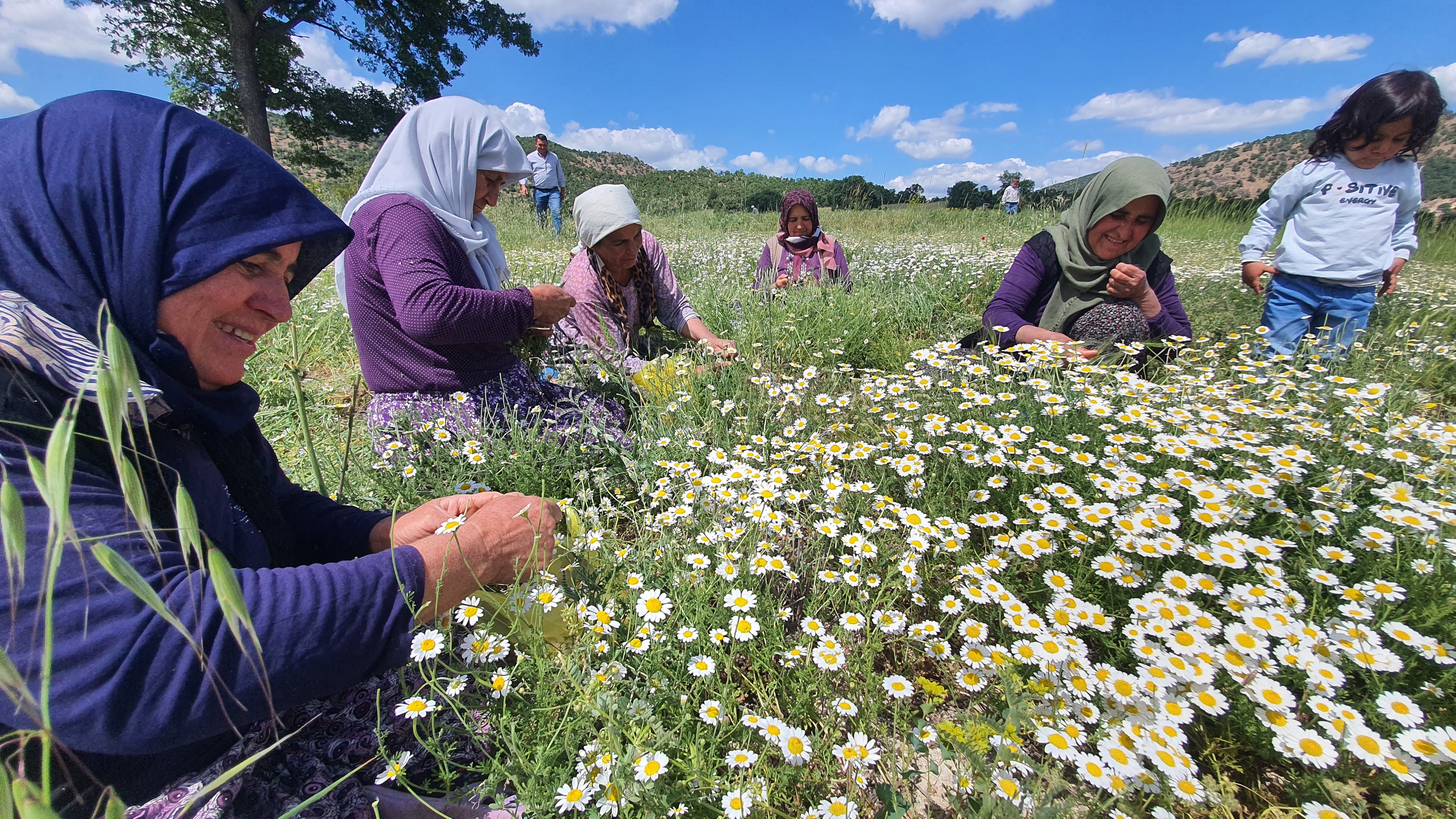 Papatyalardan Binlerce Lira Kazanıyorlar (2)