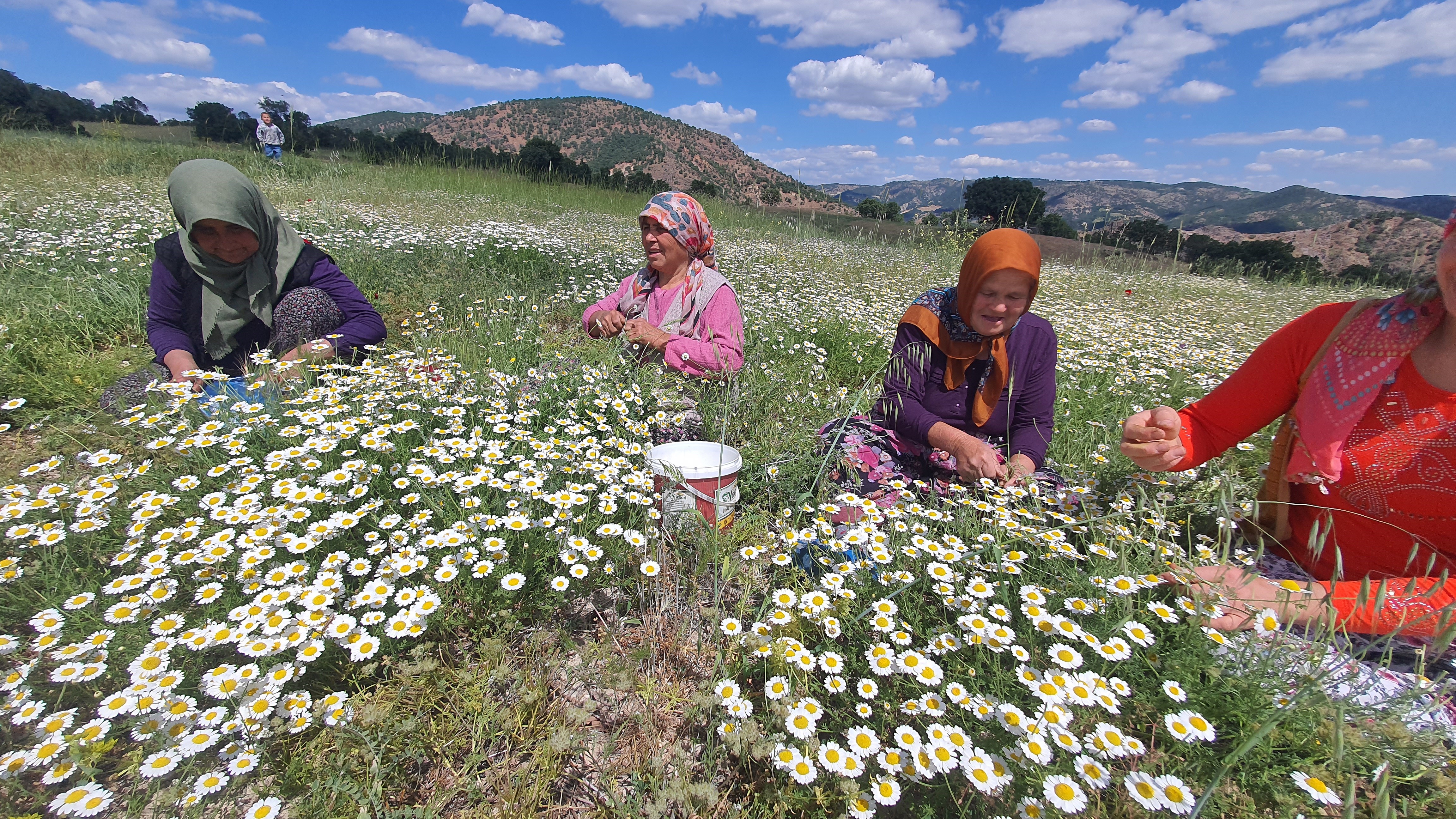 Papatyalardan Binlerce Lira Kazanıyorlar (3)