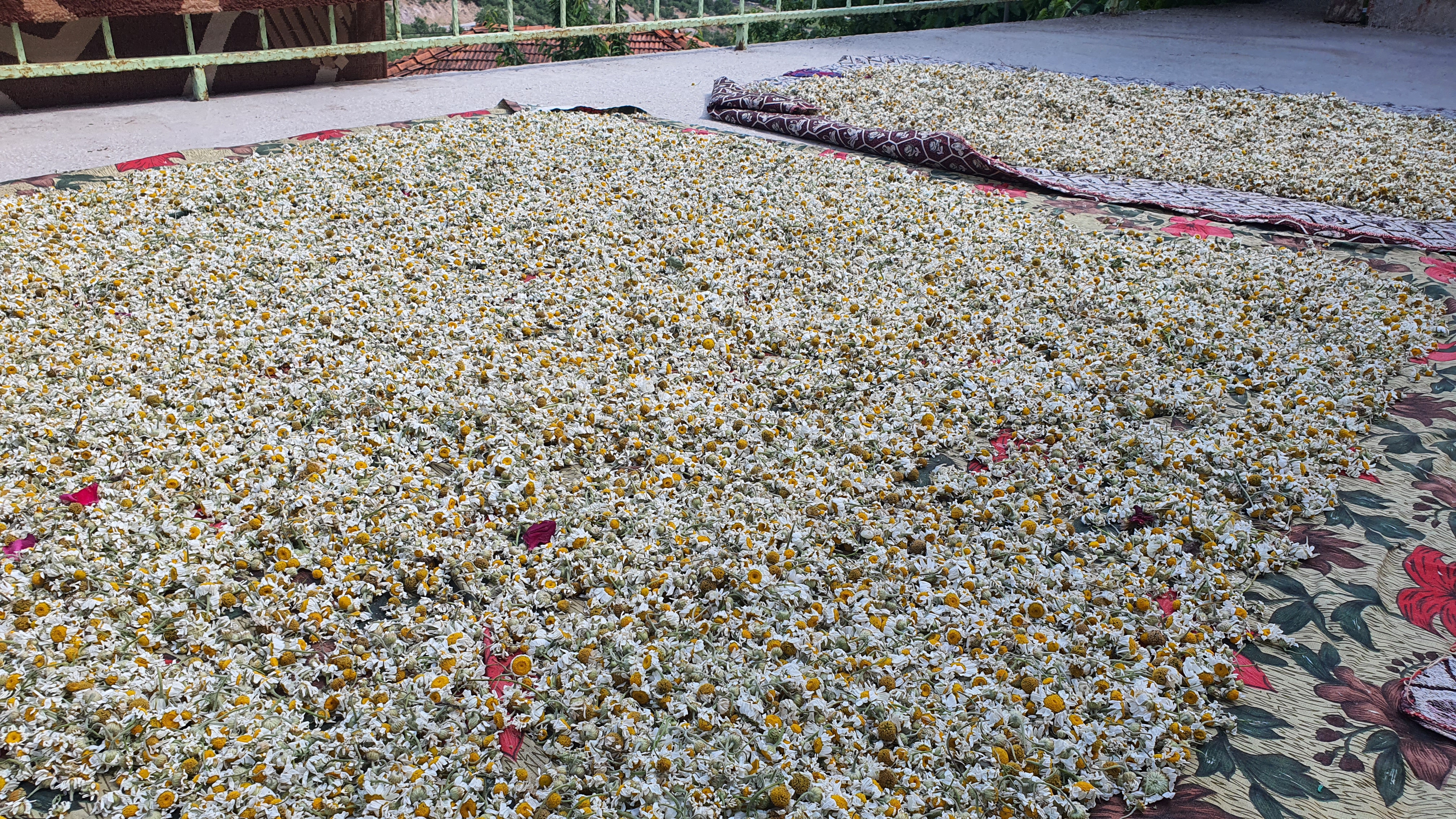 Papatyalardan Binlerce Lira Kazanıyorlar (4)