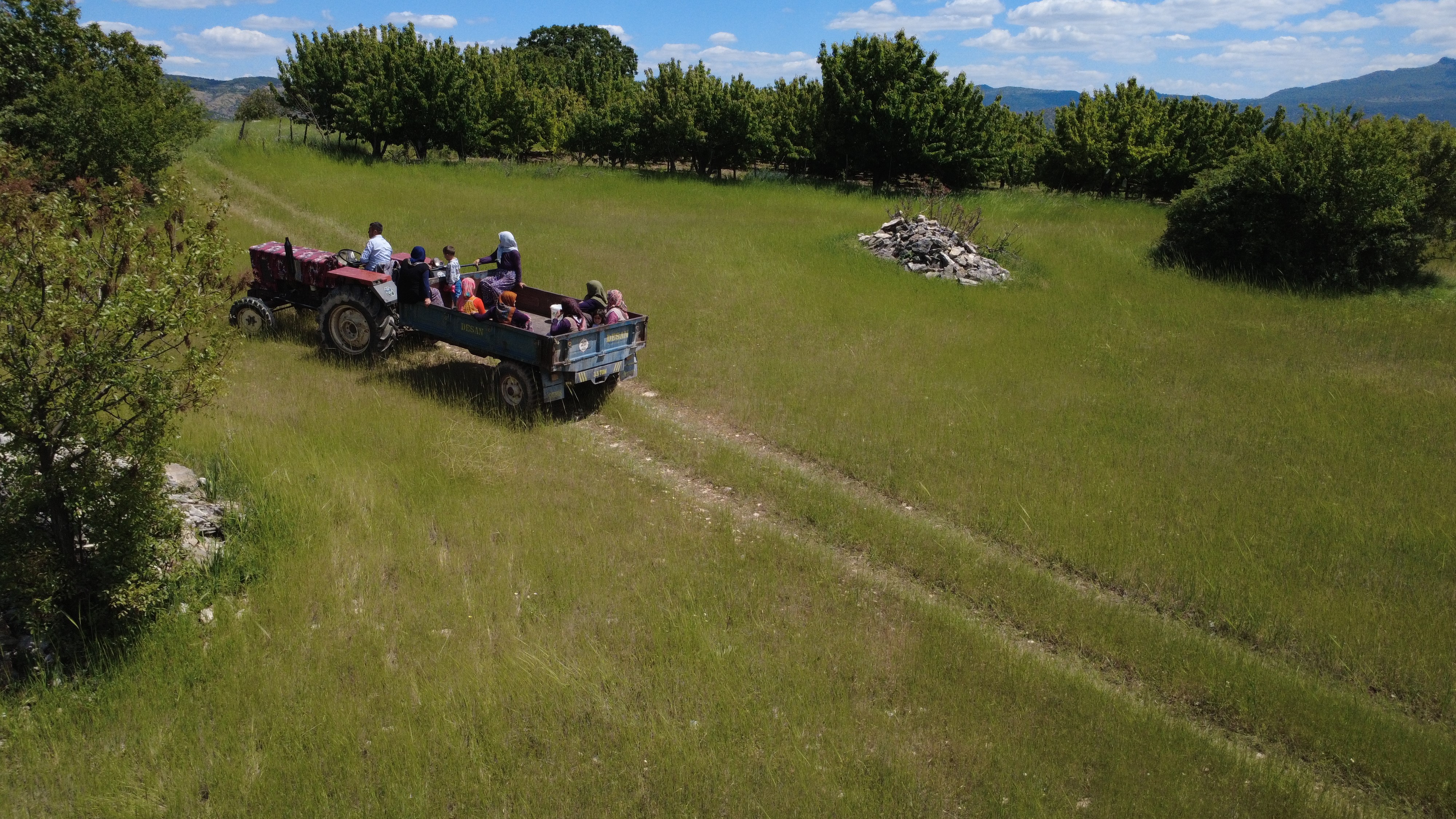 Papatyalardan Binlerce Lira Kazanıyorlar (5)
