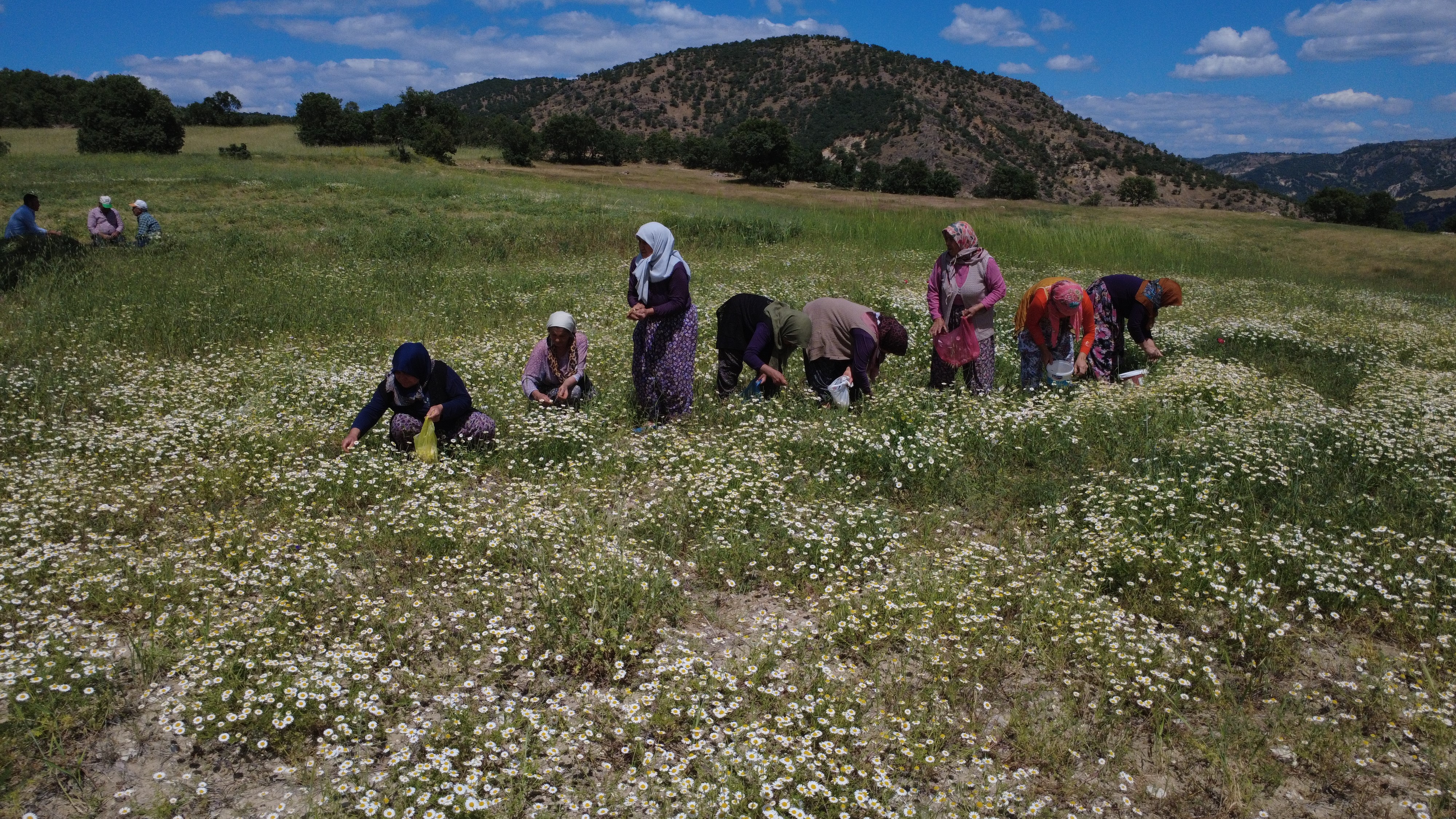 Papatyalardan Binlerce Lira Kazanıyorlar (6)