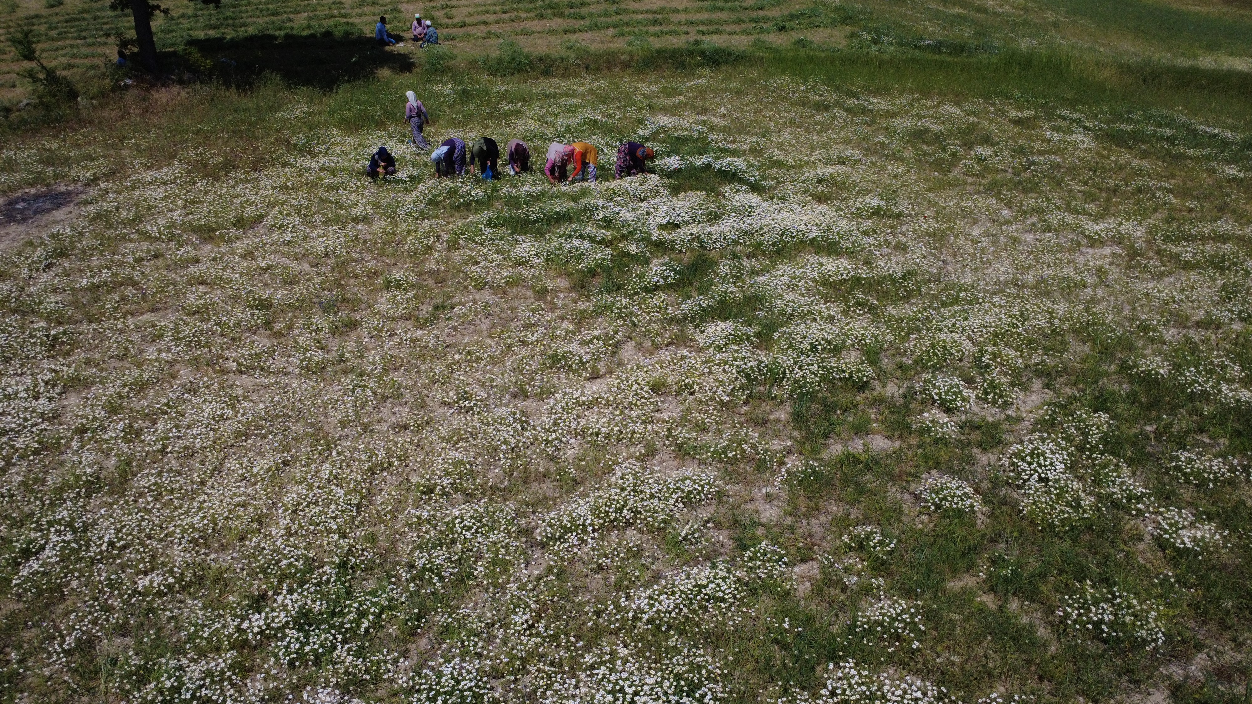 Papatyalardan Binlerce Lira Kazanıyorlar (7)