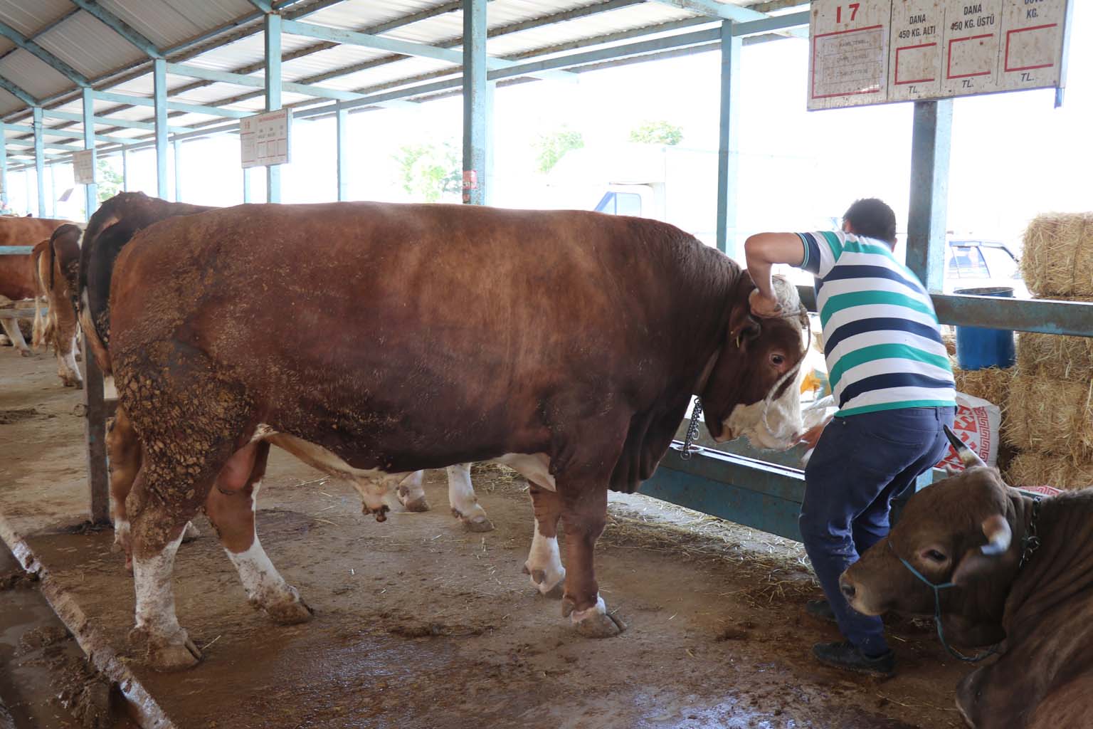 Pazarın En Pahalı Tosunu Satıldı (2)