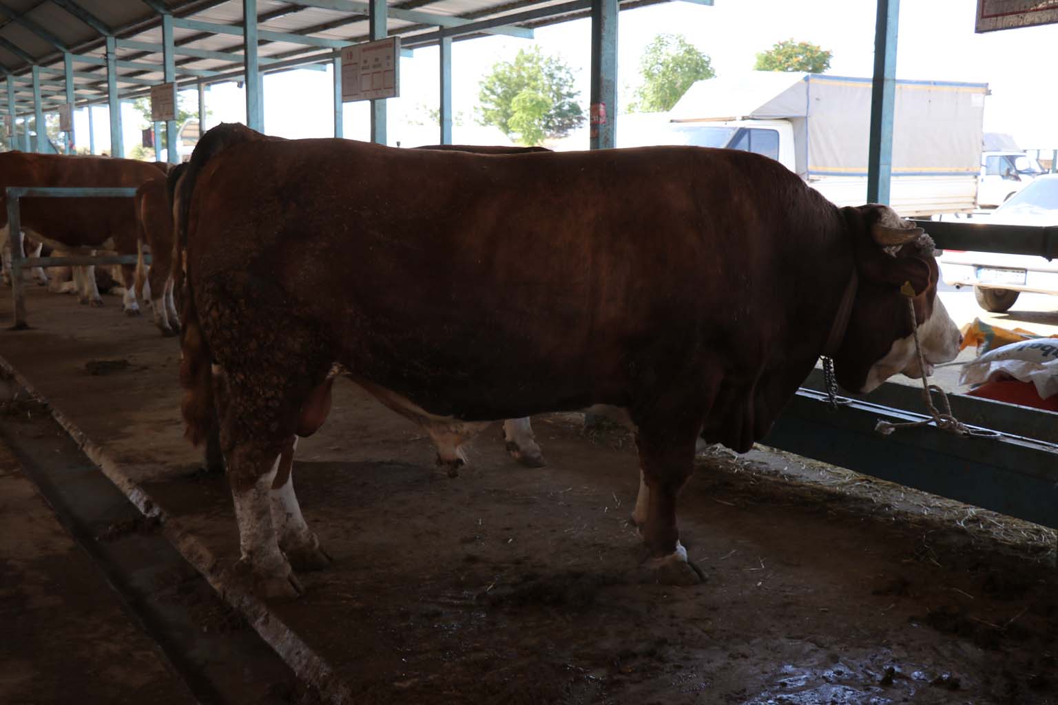 Pazarın En Pahalı Tosunu Satıldı (3)