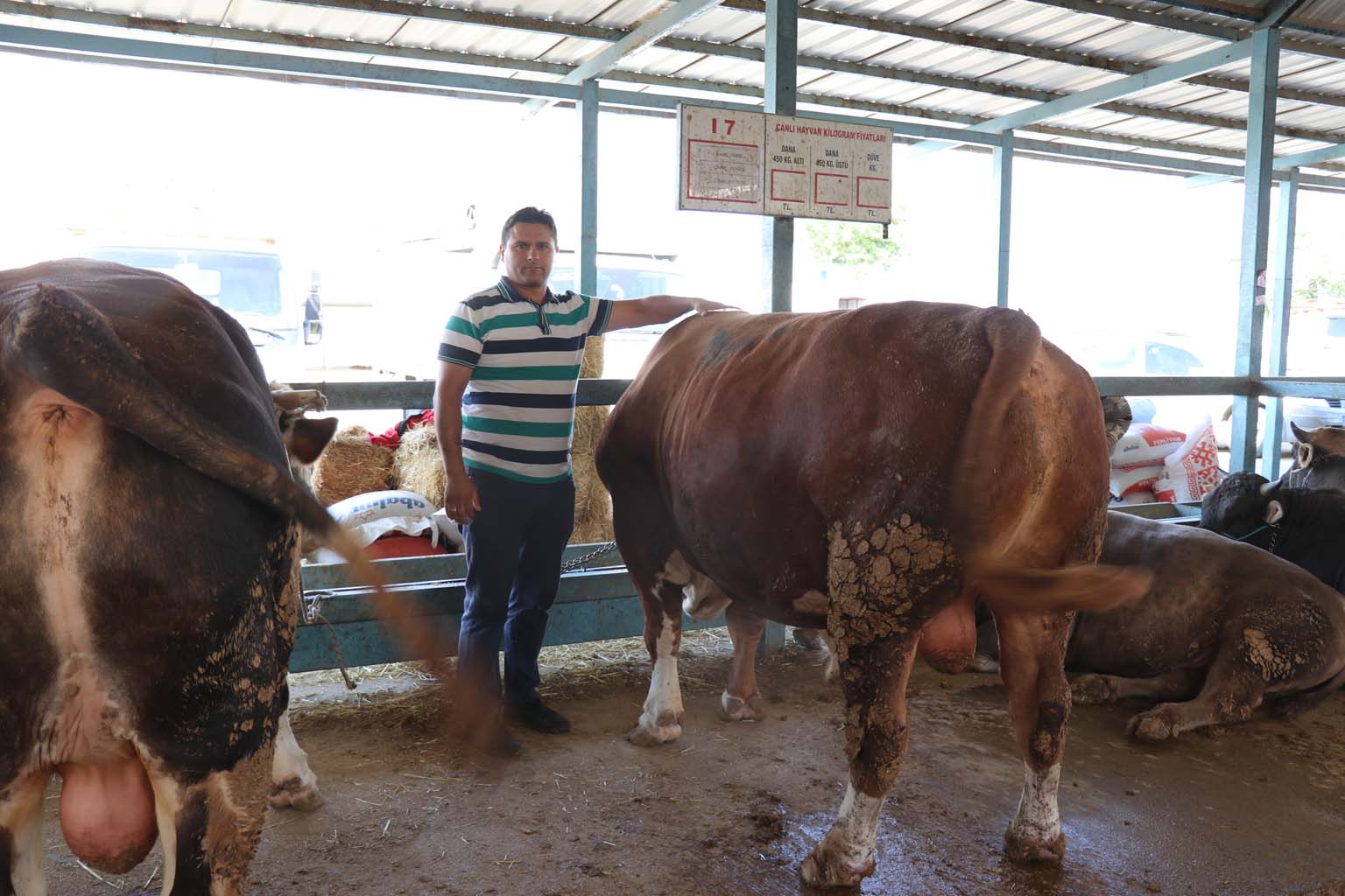 Pazarın En Pahalı Tosunu Satıldı (4)