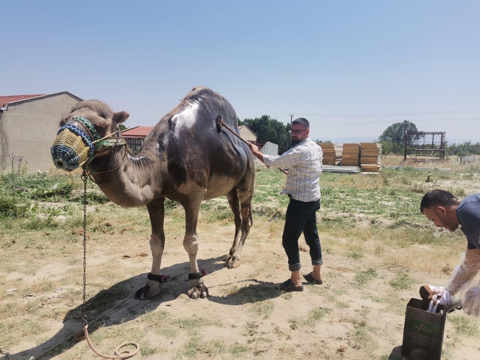 Şampiyon Deveye Yaz Bakımı