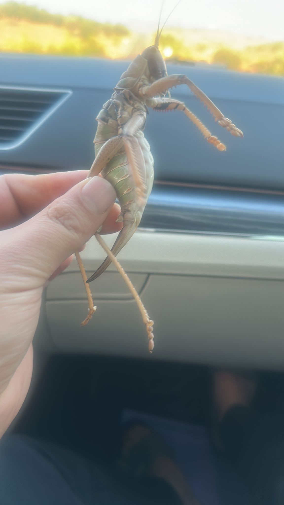 Sıcakta Ortaya Çıkıyorlar! Aydın’da Et Yiyen Dev Çekirge Uyarısı (3)