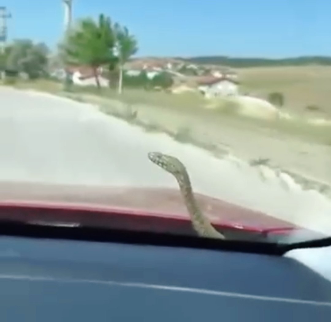 Yılanla Göz Göze Geldi (2)