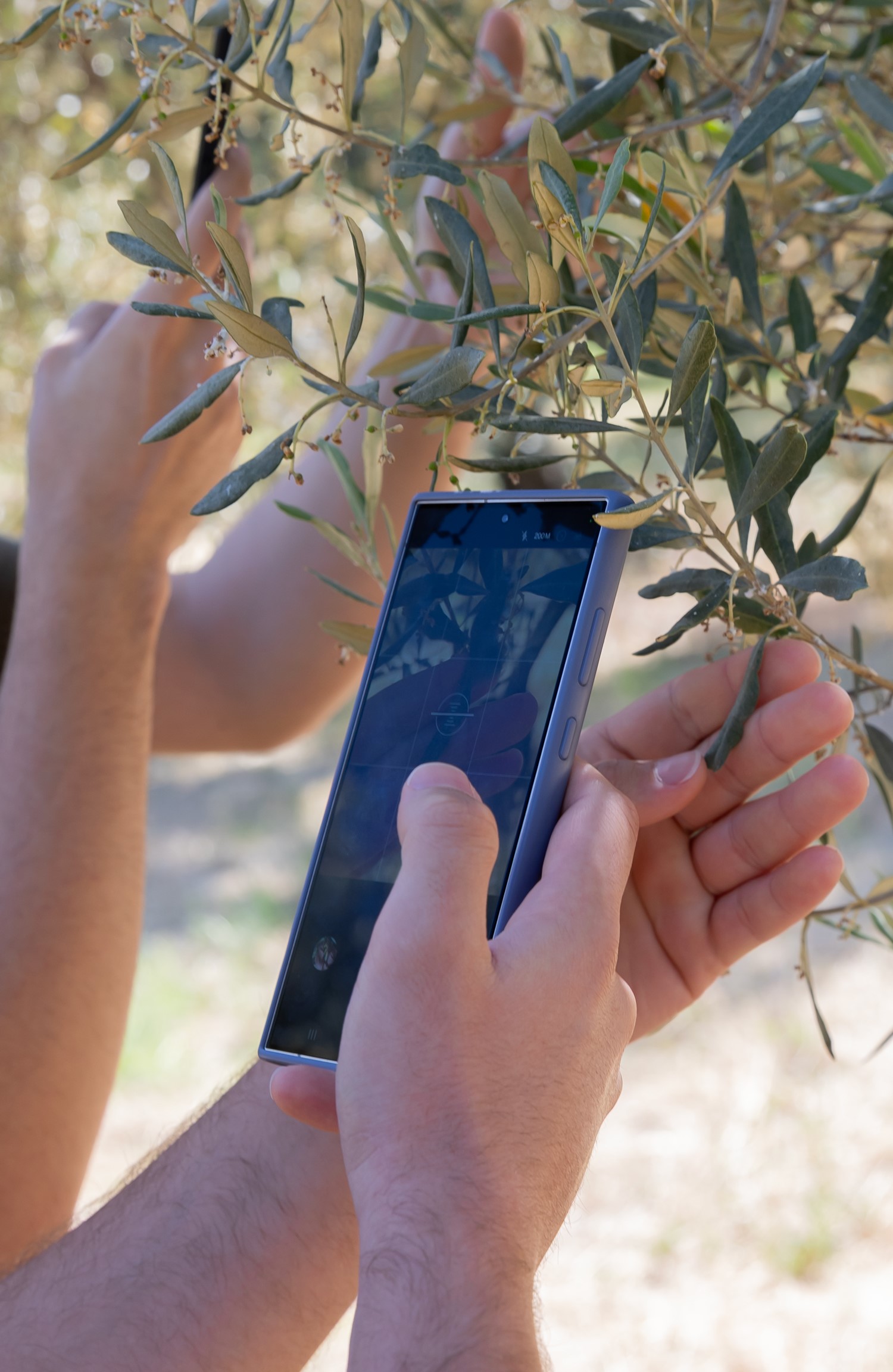 Zeytinde Yapay Zeka Dönemi Başladı (2)