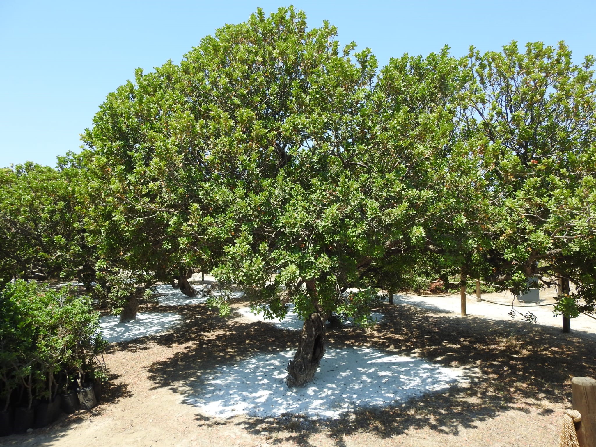 Ağaçlar Damlıyor (2)