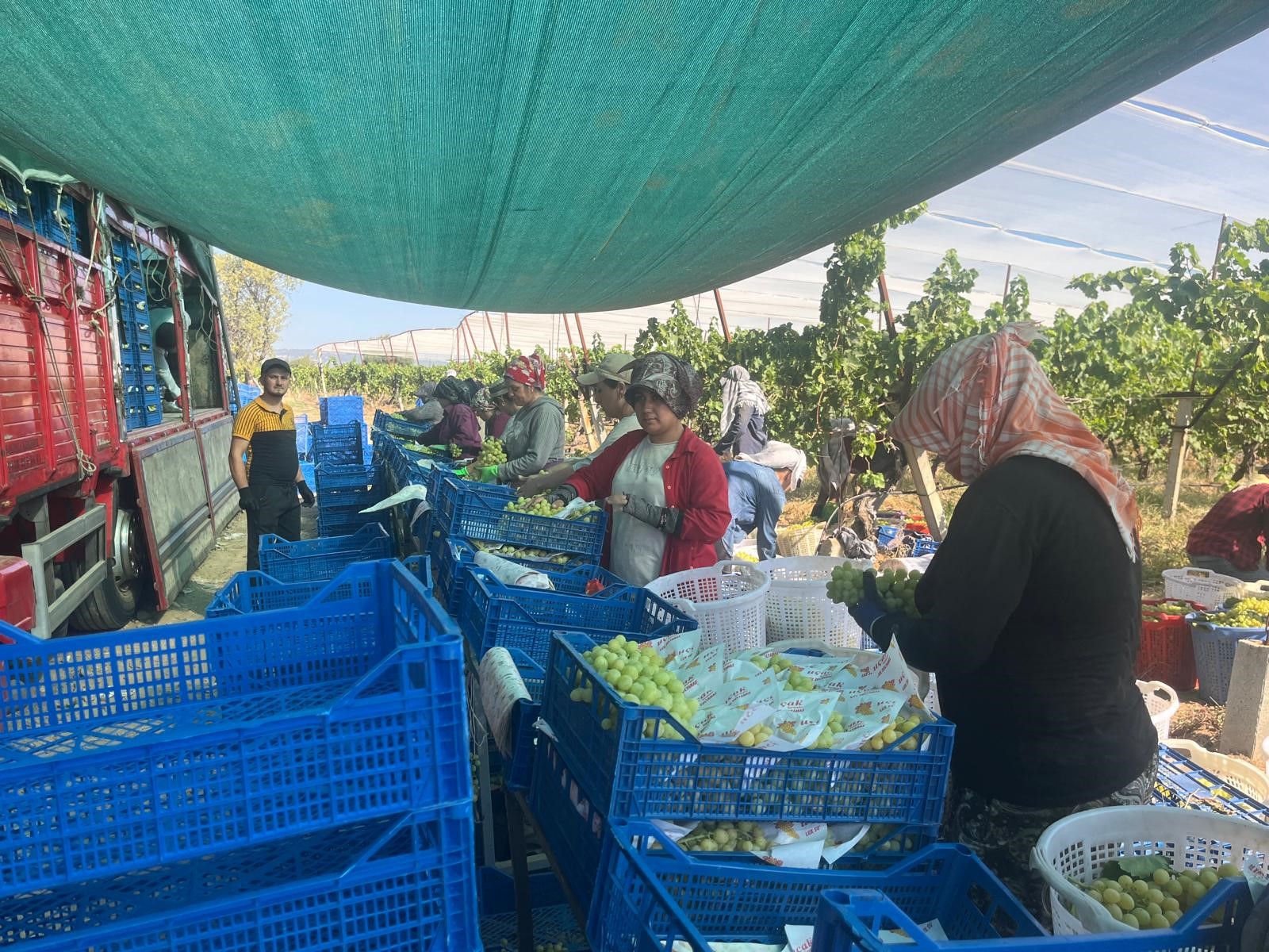 Avrupa Ve Arap Ülkeleri Bu Üzümün Peşinde (4)