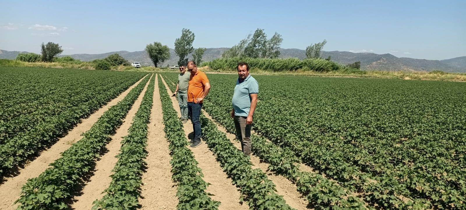 Aydın’da Ekipler Ayçiçeği Ve Pamuk Tarlalarını Inceledi (2)