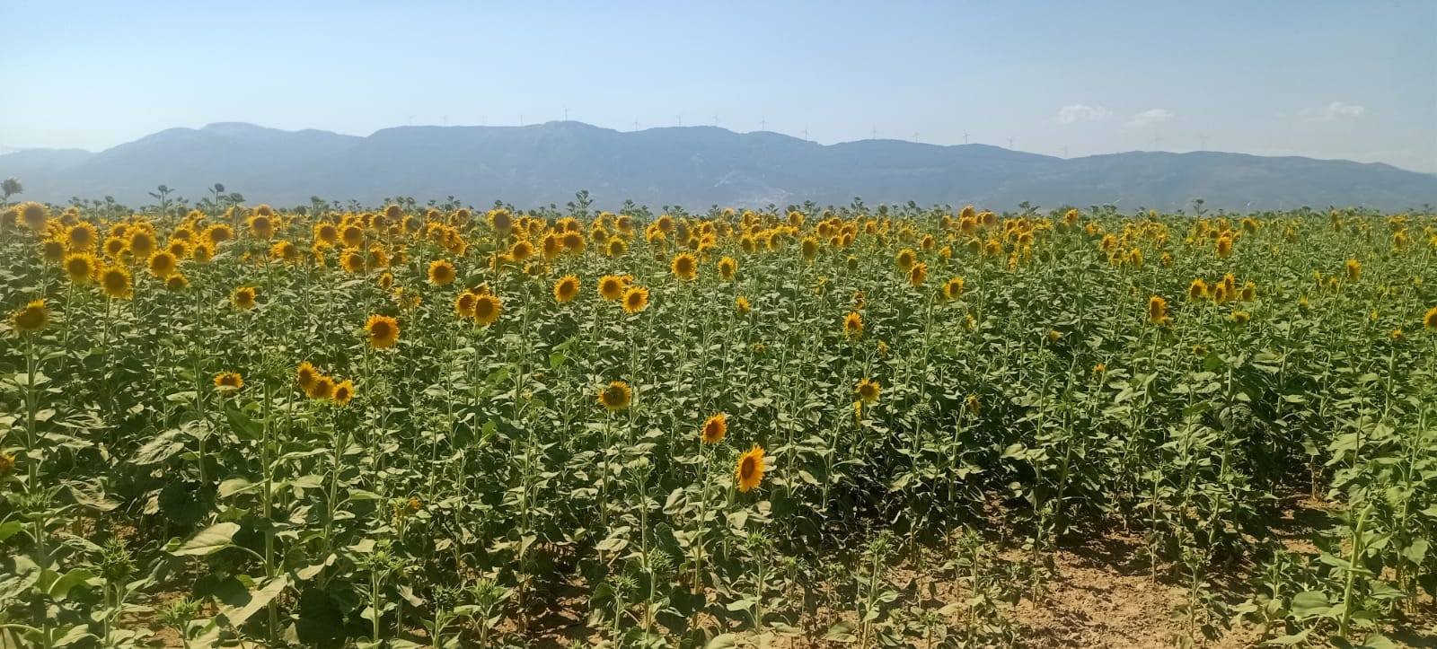 Aydın’da Ekipler Ayçiçeği Ve Pamuk Tarlalarını Inceledi (3)