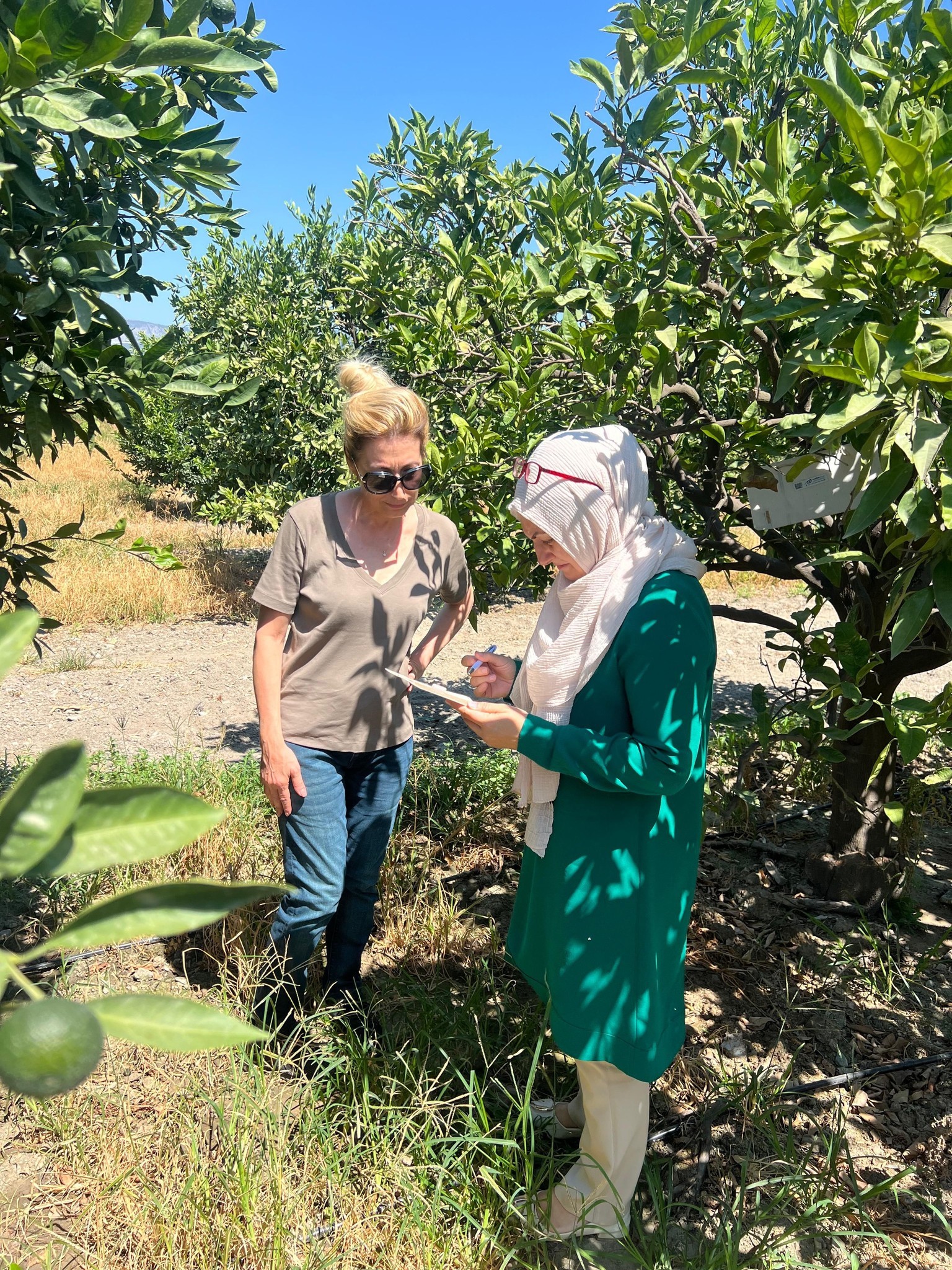 Aydın’da Ekipler Tarla Ve Bahçelere Indi (3)