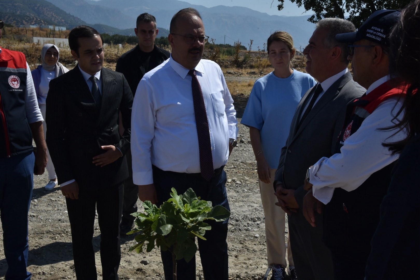 Aydın’da Incir Hasadı Yapıldı (2)