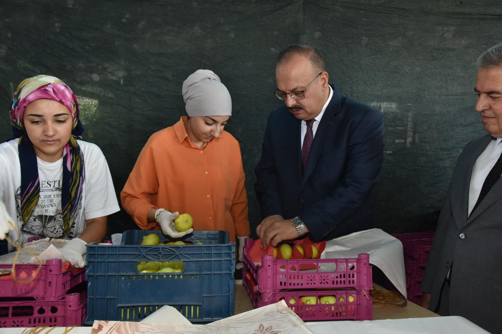 Aydın’da Incir Hasadı Yapıldı (5)