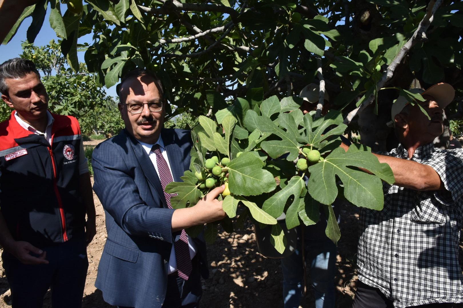 Aydın’da Incir Hasadı Yapıldı