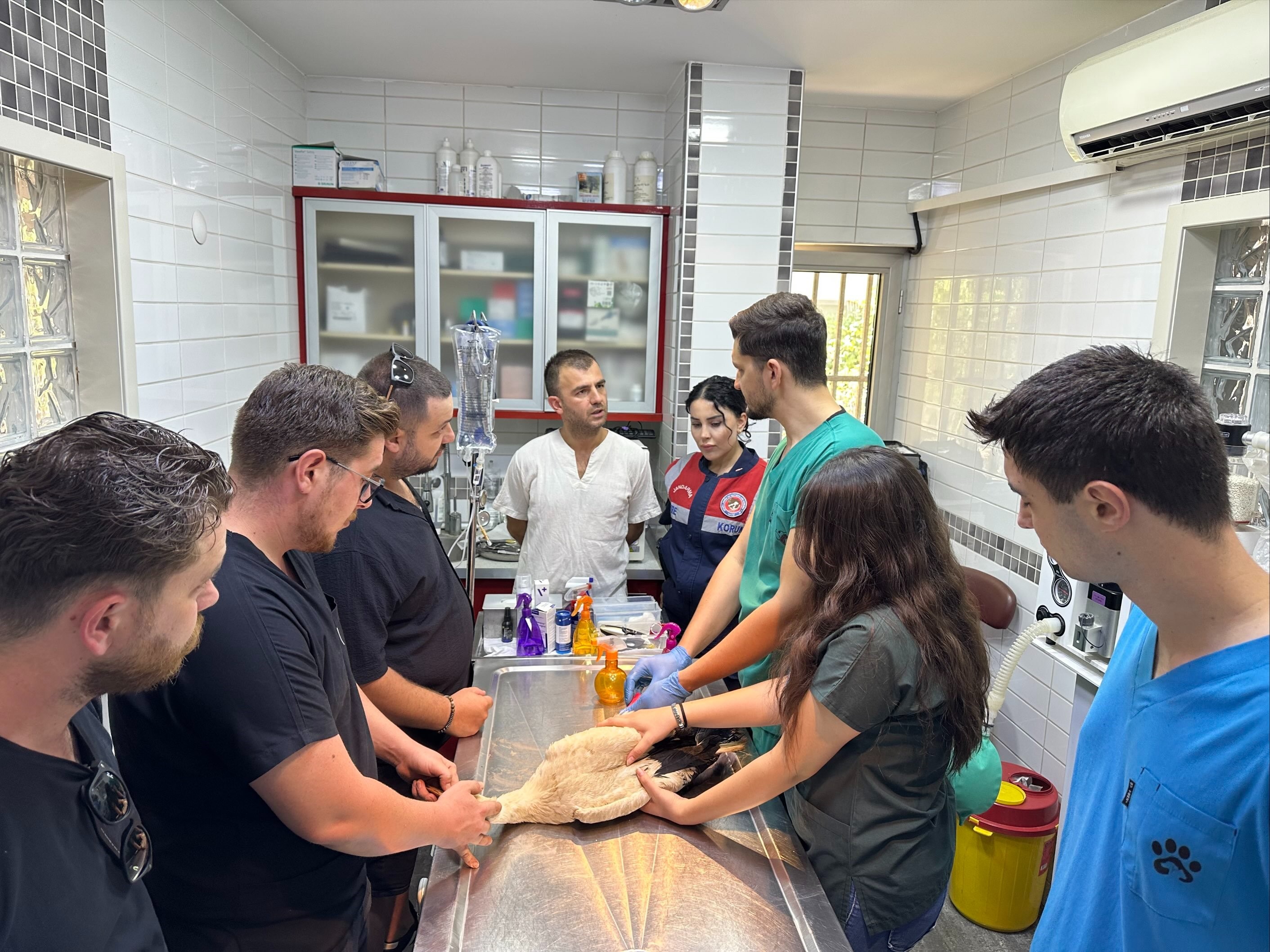 Aydın'da Jandarma Yaralı Leyleği Veterinere Ulaştırdı (2)