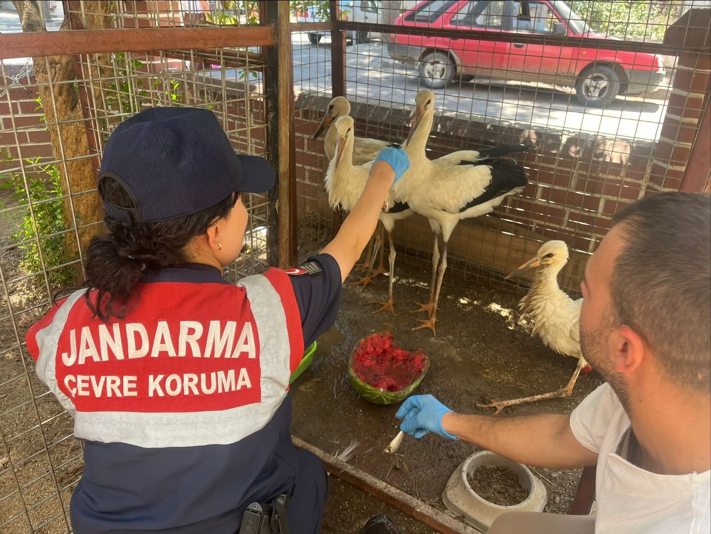 Aydın'da Jandarma Yaralı Leyleği Veterinere Ulaştırdı