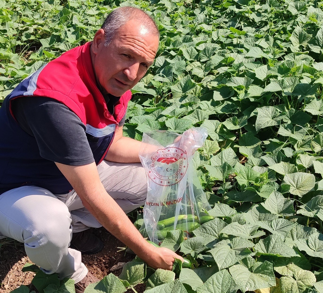 Aydın’da Pestisit Alarmı-1