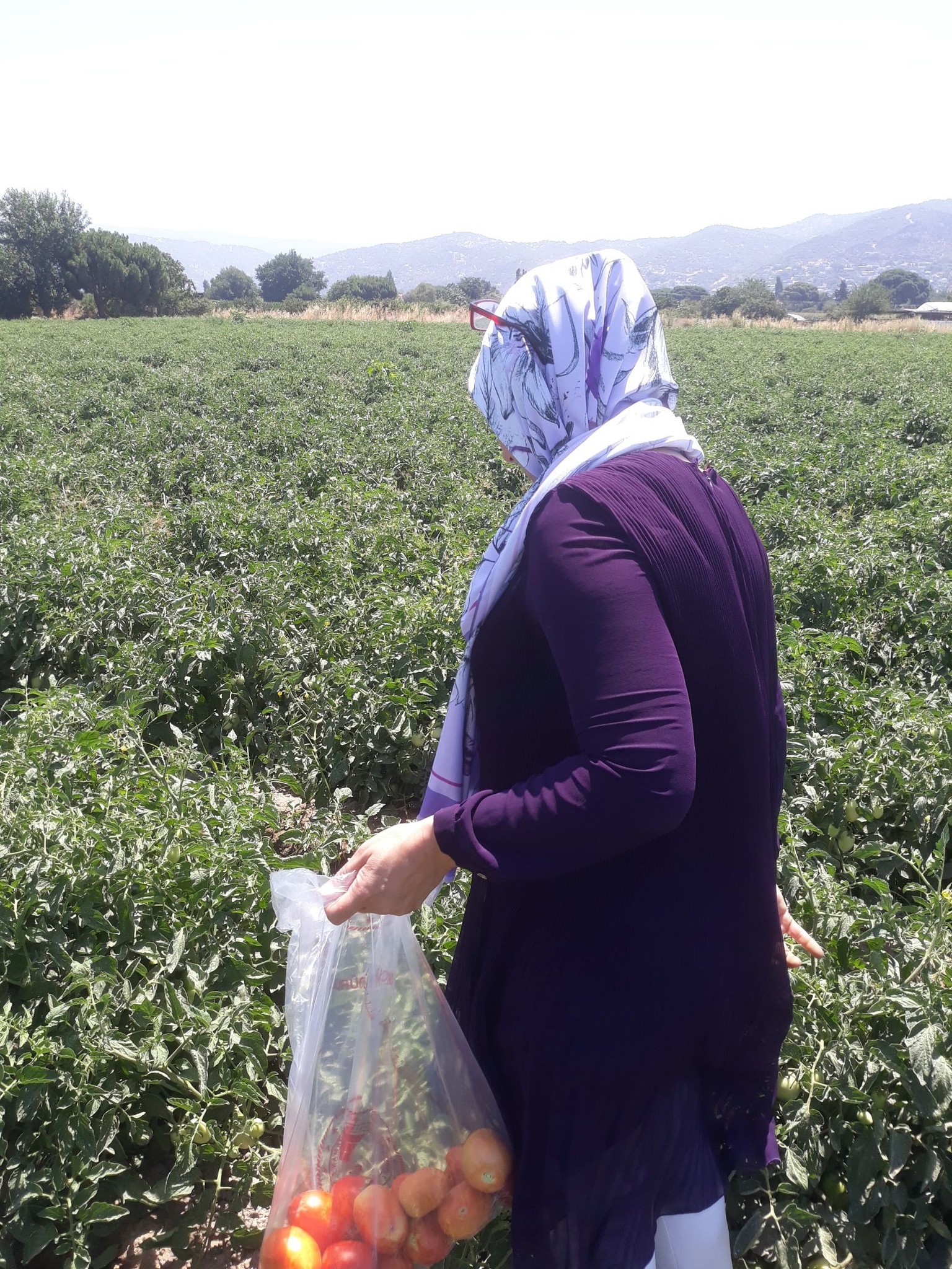 Aydın’da Pestisit Alarmı (3)