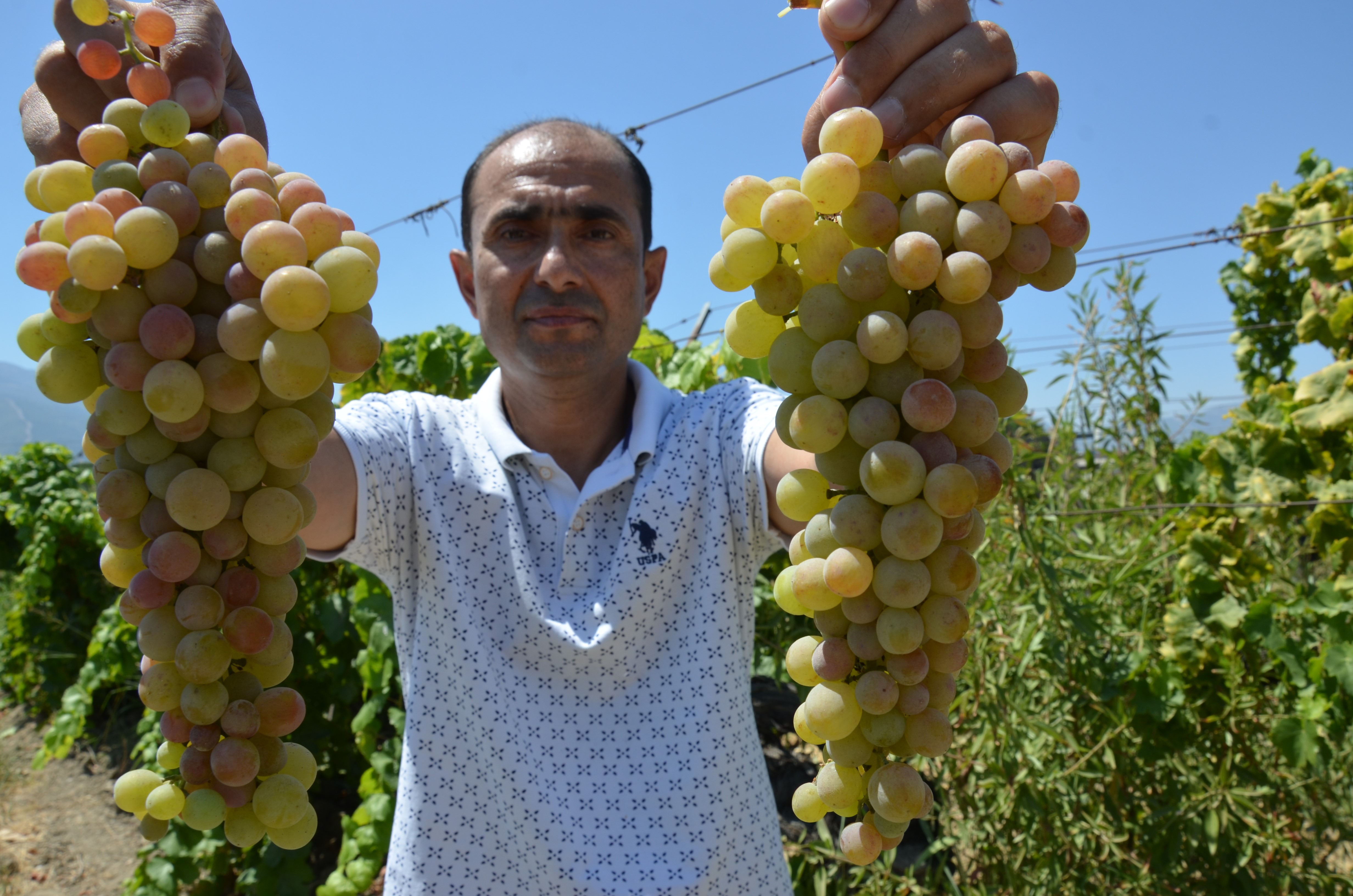 Çilek Üzümünde Hasat Başladı (5)