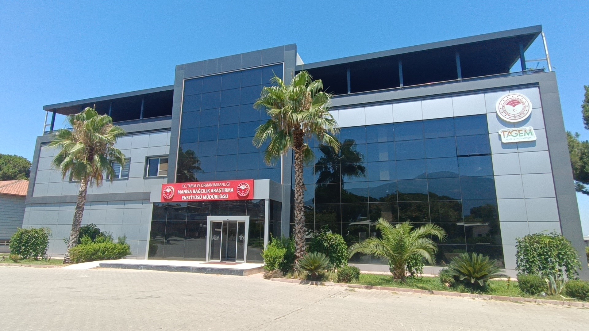Çilek Üzümünde Hasat Başladı (6)