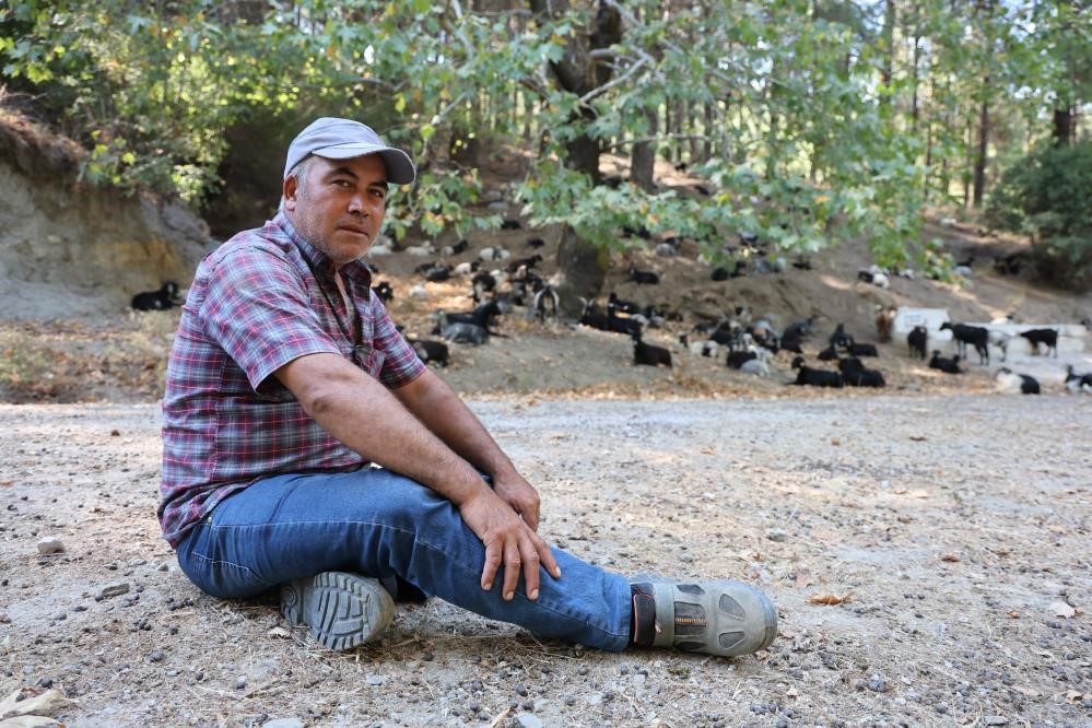 Çoban Ve Sürünün Girdiği Alanlar Yangınlardan Etkilenmedi (2)