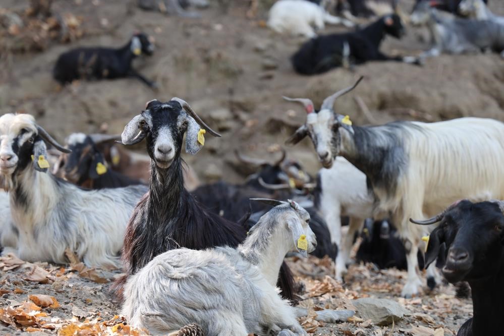 Çoban Ve Sürünün Girdiği Alanlar Yangınlardan Etkilenmedi (4)