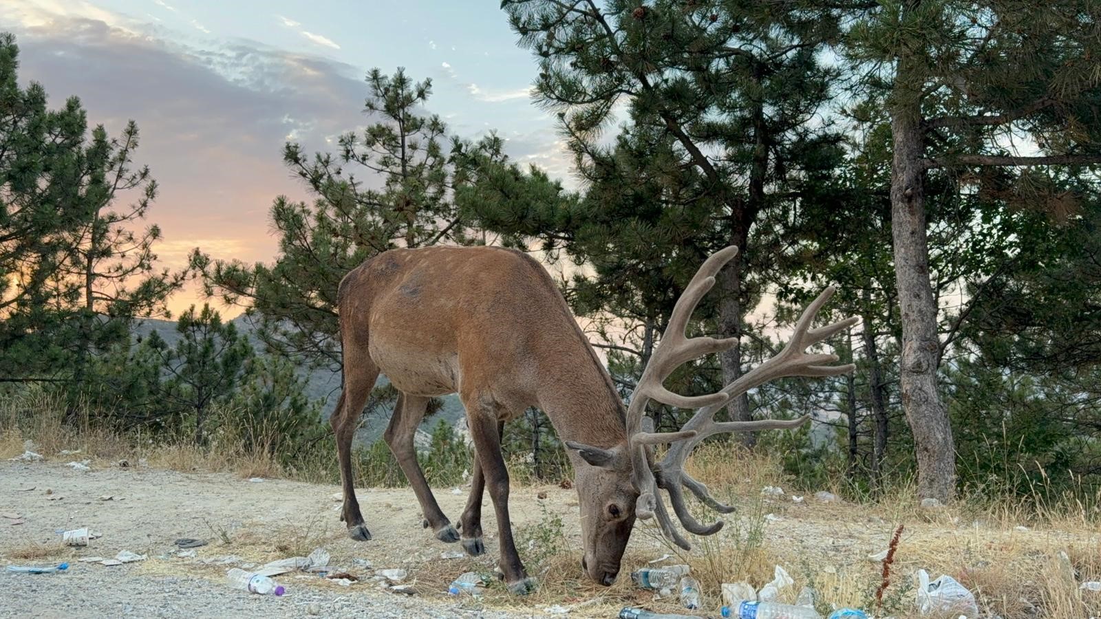 Doğal Yaşam Alanı Yanan Geyik Karayolu Kenarında Yaşamaya Başladı (3)