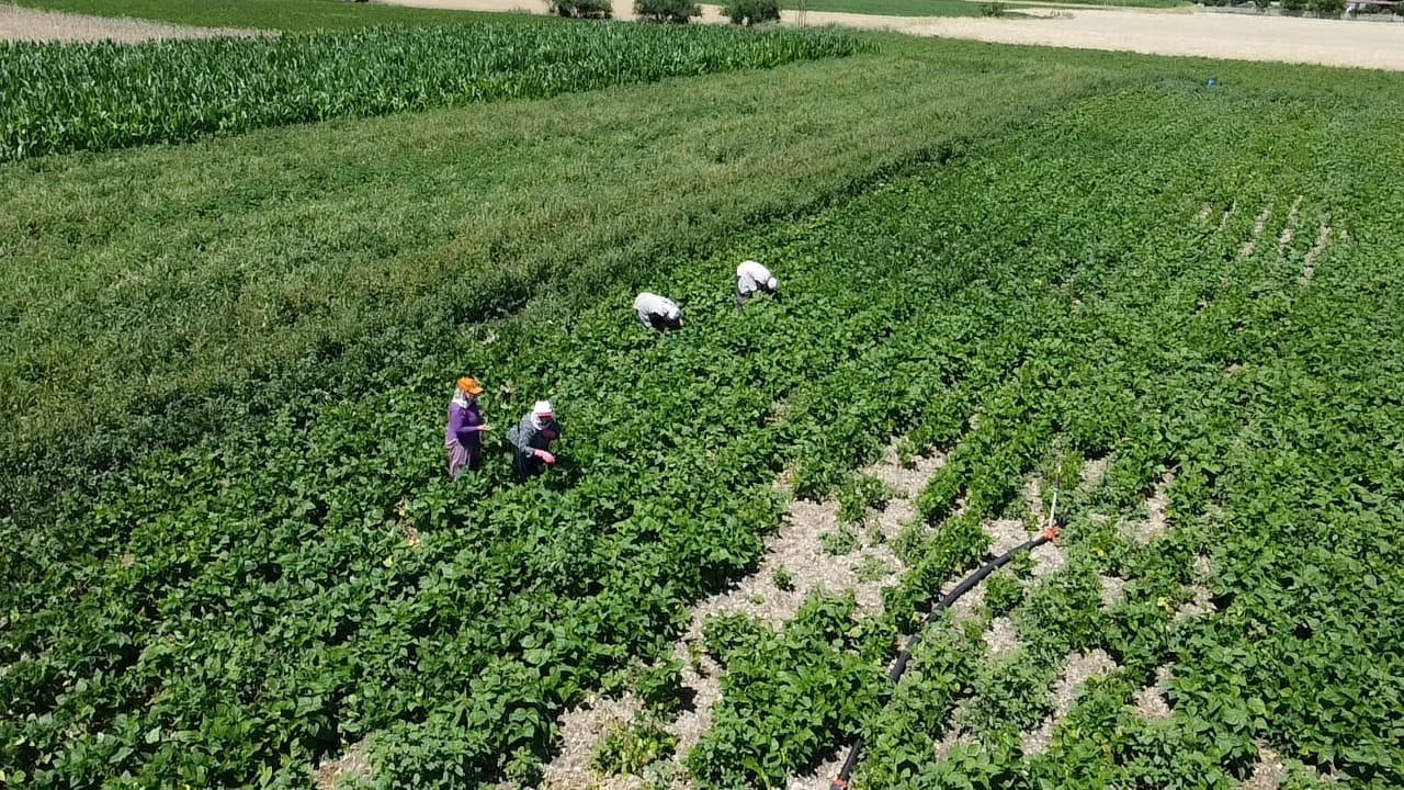 Fasulyenin Tarladaki Fiyatı Belli Oldu (2)