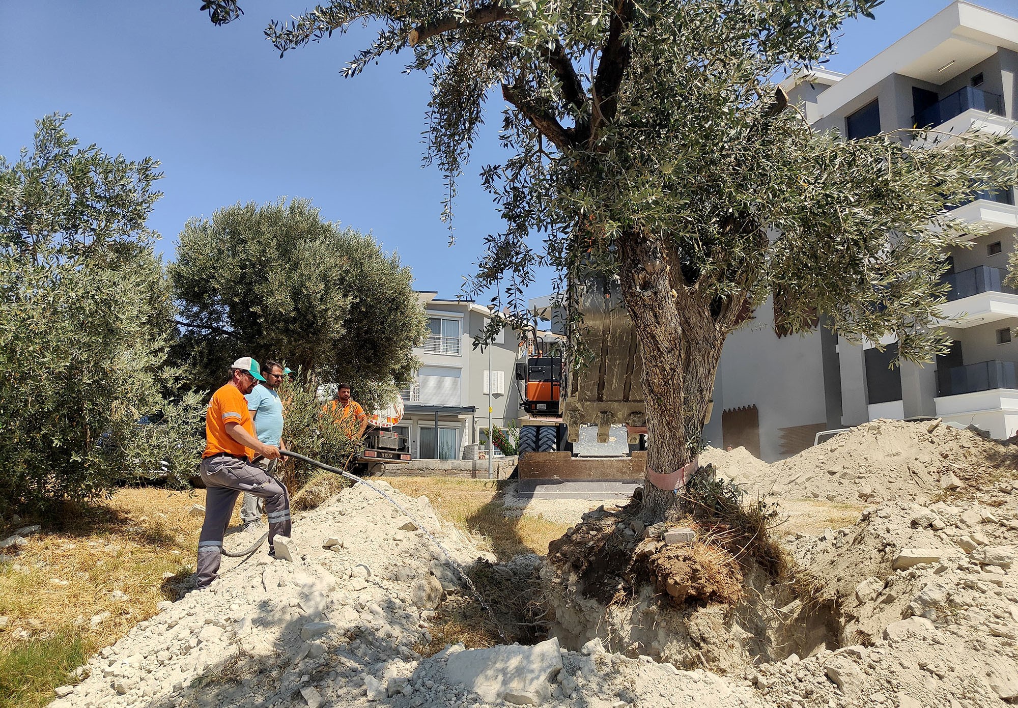 Kuşadası Belediyesi Zeytin Ağaçlarını Yaşatıyor (2)