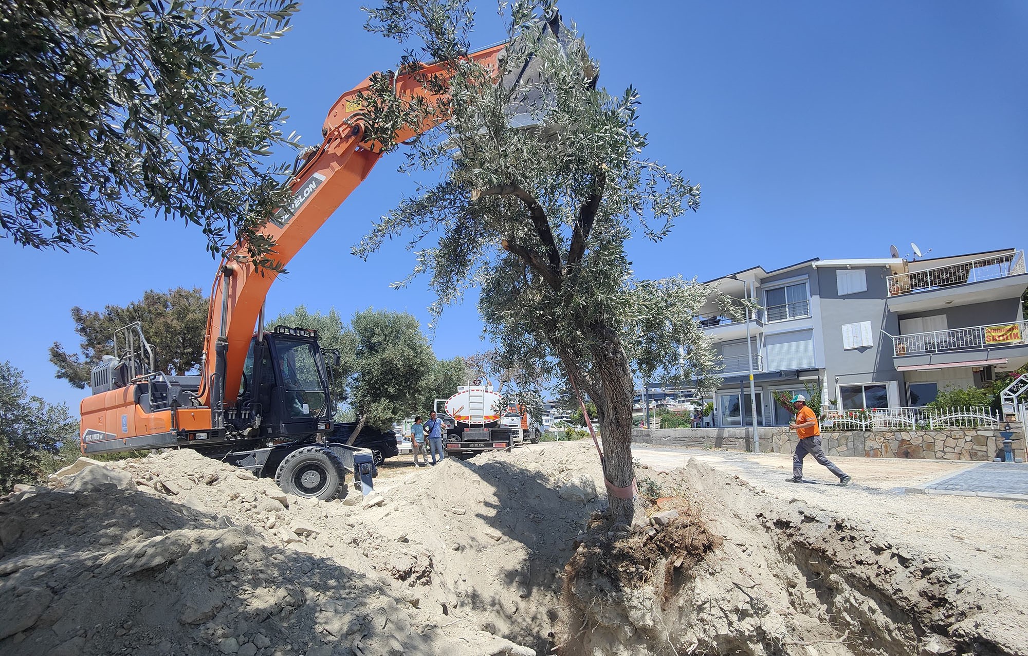 Kuşadası Belediyesi Zeytin Ağaçlarını Yaşatıyor (3)